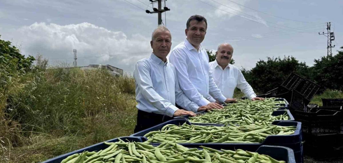 Bin Dönüm Arazide Ekimi Yapılan Fasulyede Bereketli Hasat