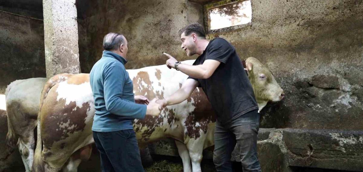 Bir Ton 250 Kilogramlık Dev Tosun 550 Bin TL’ye Satıldı