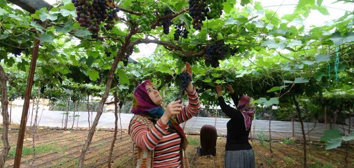 Bölgenin Siyah İncisi Üzümde Hasat Başladı