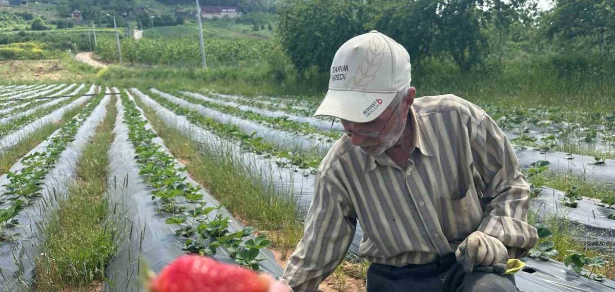 Bursa’da Çilek Hasadı Başlıyor; Üretici 100 Lira Fiyat Bekliyor