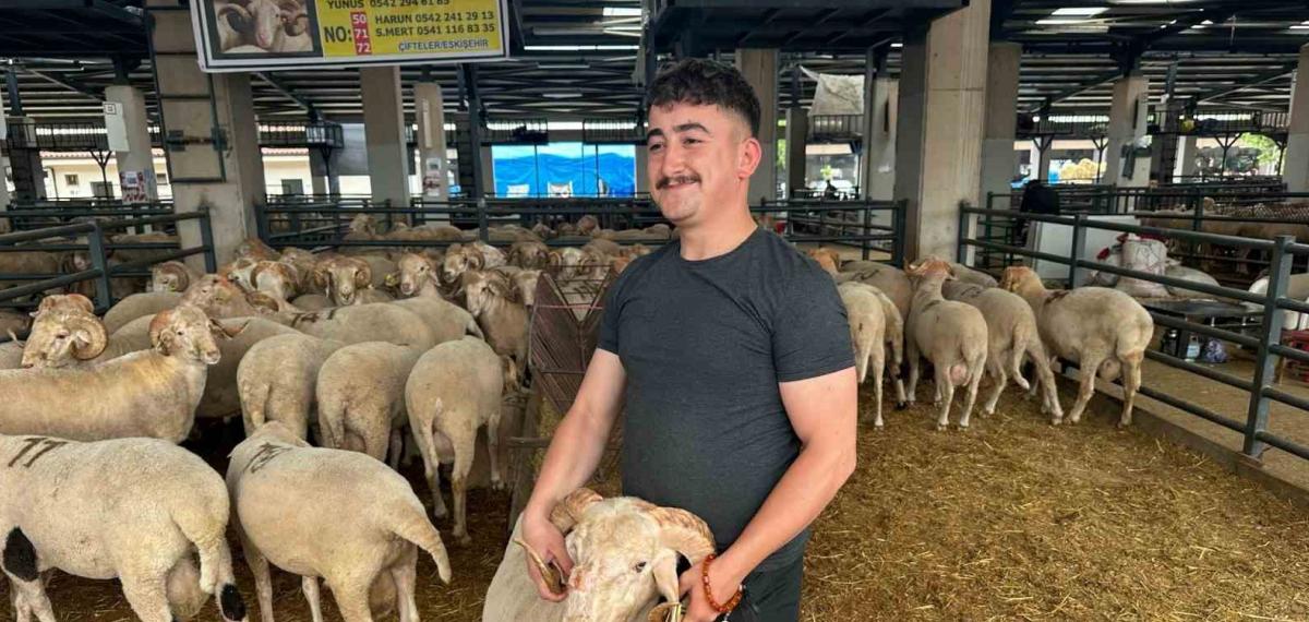 Bursa’daki Sıra Dışı “Gergedan Boynuz”Lu Koç Görenleri Şaşırtıyor