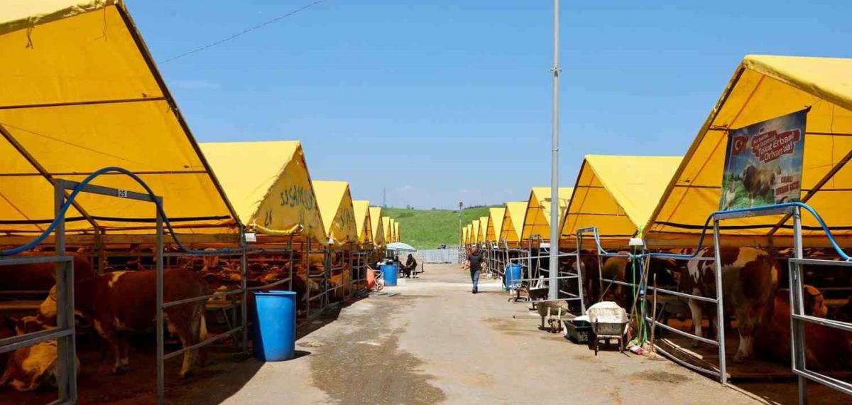 Büyükçekmece Belediyesi Kurban Satış ve Kesim Tesisi Hizmete Hazır