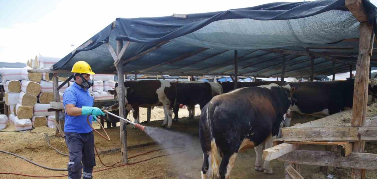 Büyükşehirden 6 Farklı Noktada Ücretsiz Kurban Kesim Hizmeti