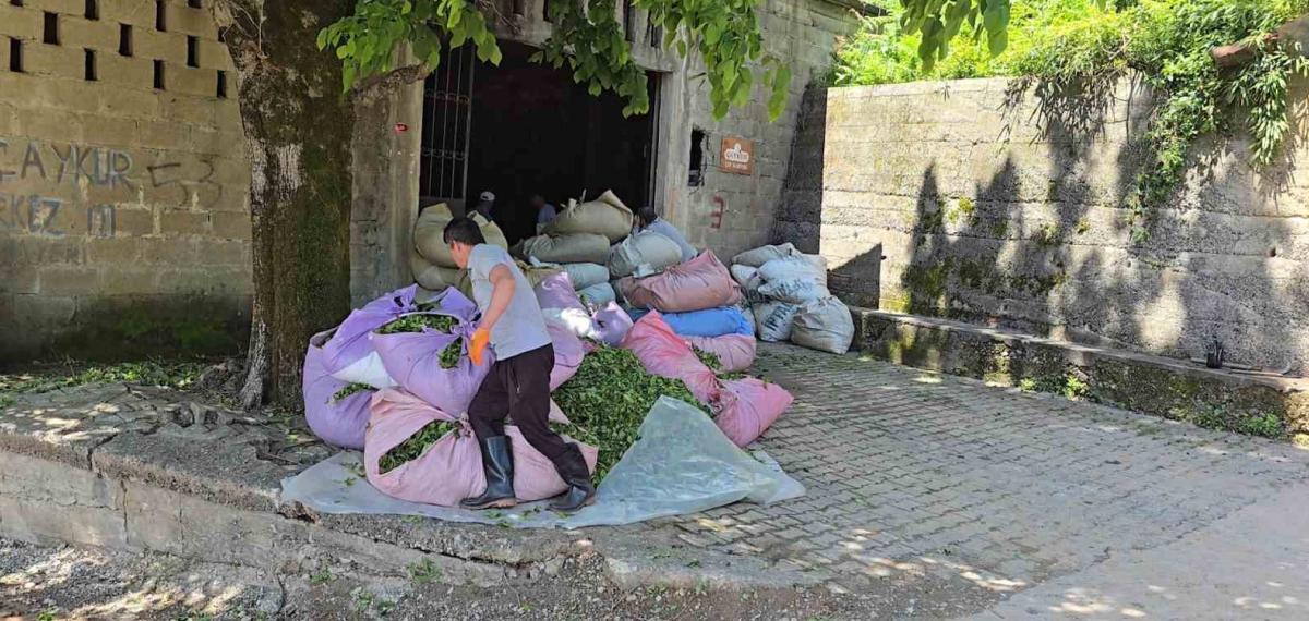 Çaykur Sezonun İlk Gününde 900 Ton Çay Aldı
