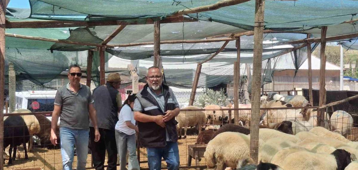 Didim’de Kurbanlıklar Satışta