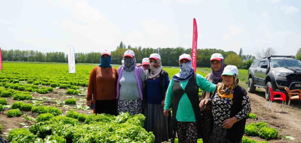 Iğdır’da Sezonun İlk Hasadı Marulla Başladı