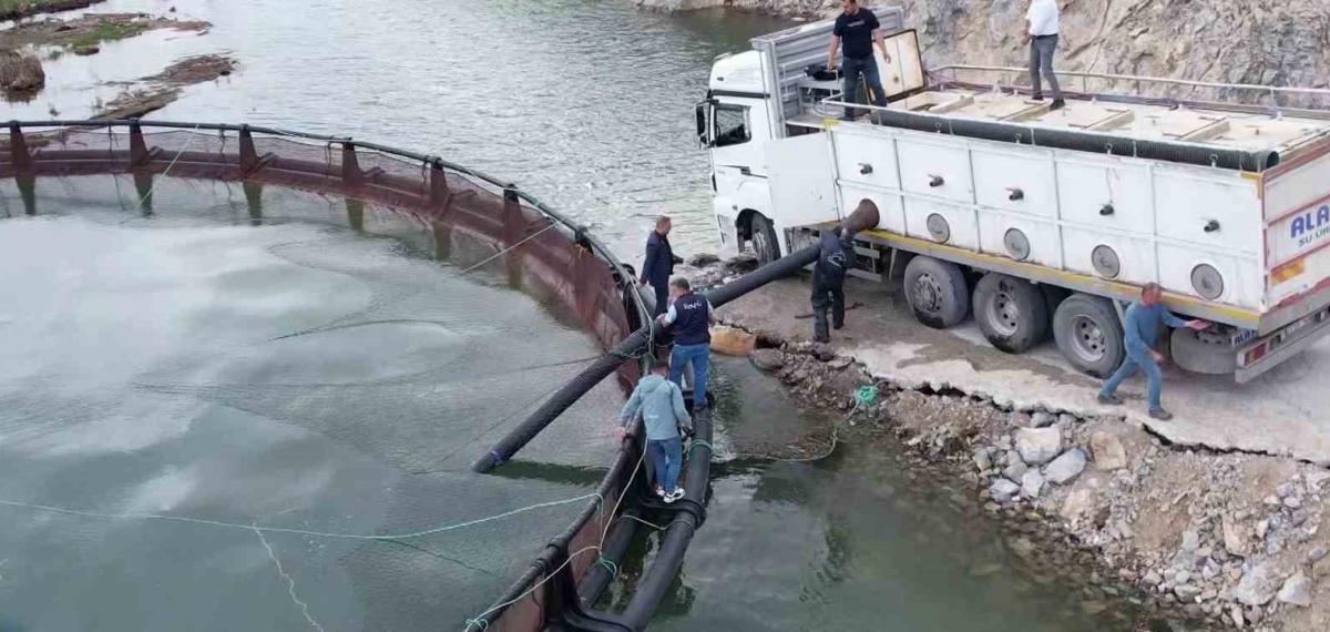 İhraç Edilecek ‘Türk Somonları’ İçin Yavru Balıklar Suya Bırakıldı