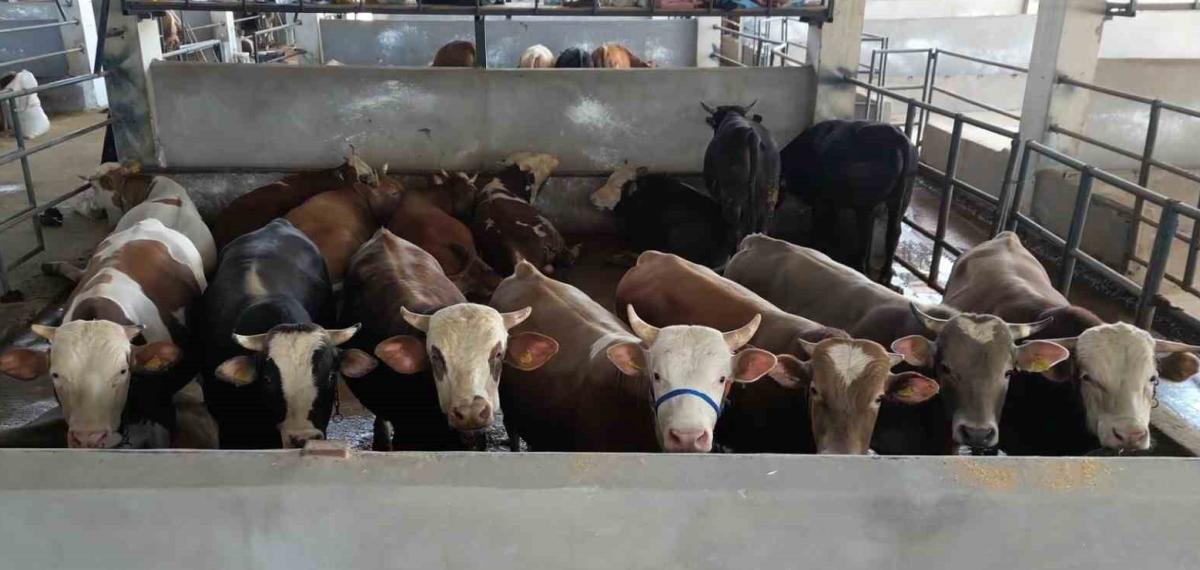 İnegöl Belediyesi Modern Hayvan Pazarı, Yüzde 100’e Ulaştı