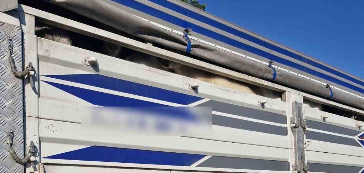 İstanbul’da Kaçak Kurbanlık Operasyonu: Kaçak 126 Kurbanlık Yakalandı, Sürücülere Ceza Yağdı