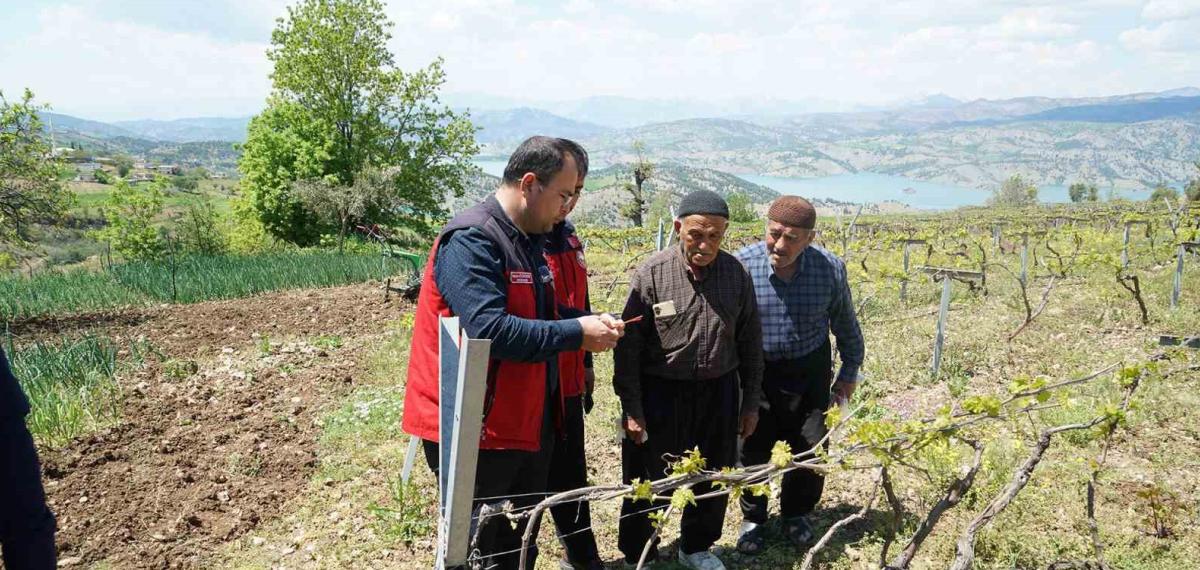 Kahramanmaraş’ta Kabarcık Üzüm’e Koruma Hamlesi