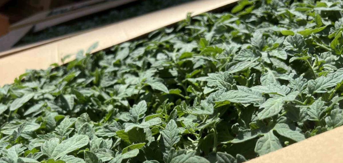 Karadeniz Ereğli’de Üreticilere Yüzde 75 Hibe Destekli Fidan Dağıtıldı