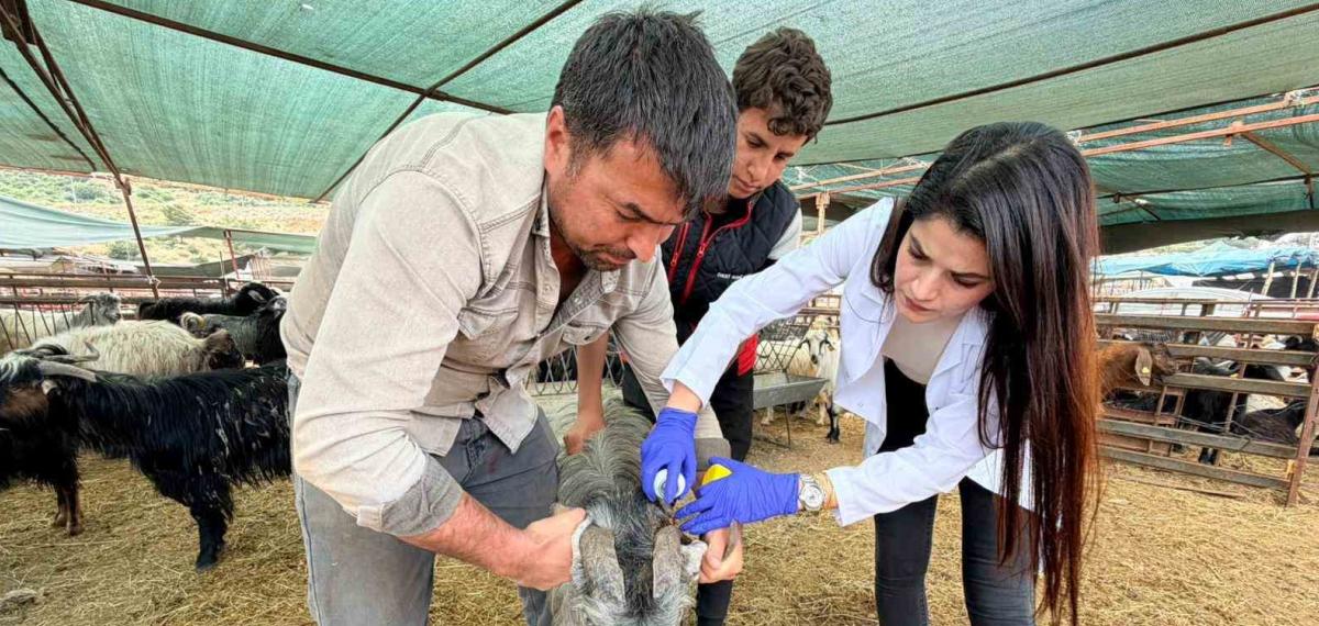 Kepez’de Kurban Satış ve Kesim Yerleri Denetim Altında
