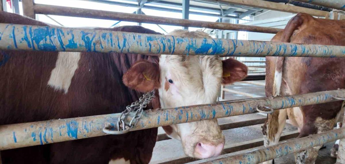 Kurban Kesim Başvuruları 11 Mayıs’ta Başlıyor
