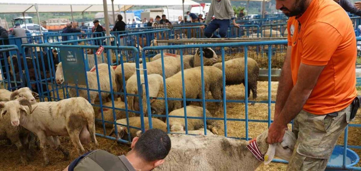 Kurban Pazarında Hayvanlara Ultrason Cihazı ile Gebelik Testi Yapıldı