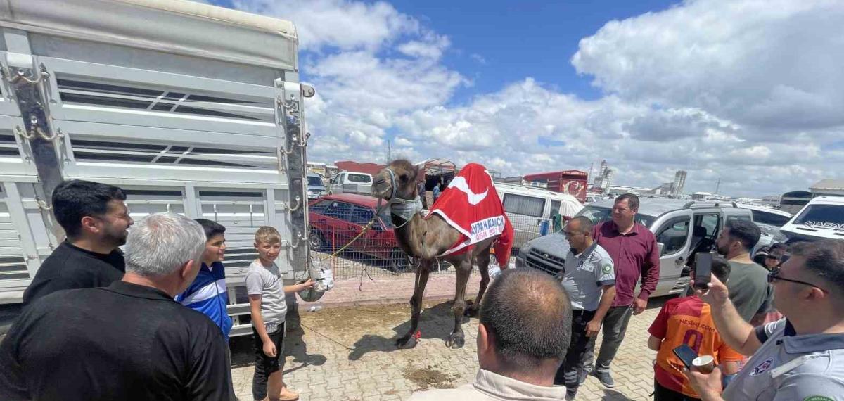 Kurban Pazarının Gözdesi Deve 330 Bin TL’ye Satıldı