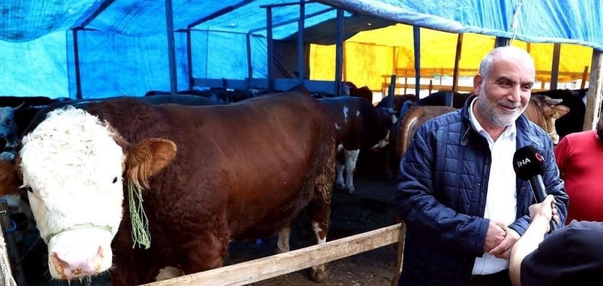 Kurban Pazarının ’Paşa’sı 1,3 Tonluk Boğa
