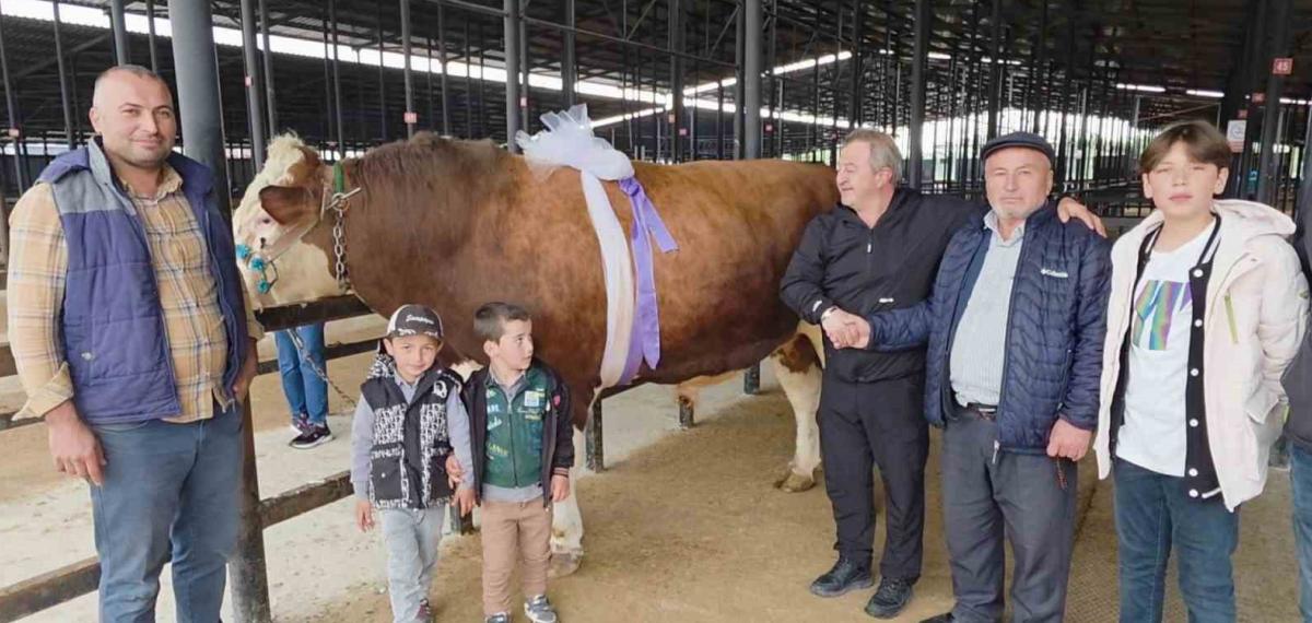 Kütahya Canlı Hayvan Pazarı’nda 1,4 Tonluk Kurbanlık 600 Bin TL’ye Satıldı
