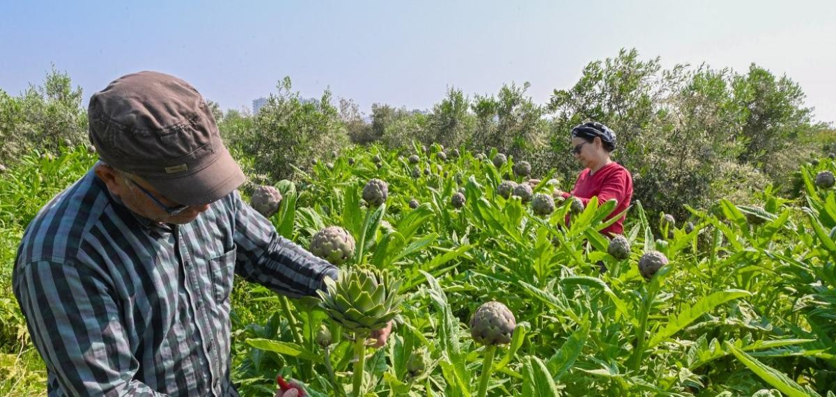 Mersin’de Enginar Projesi İlk Hasadını Verdi