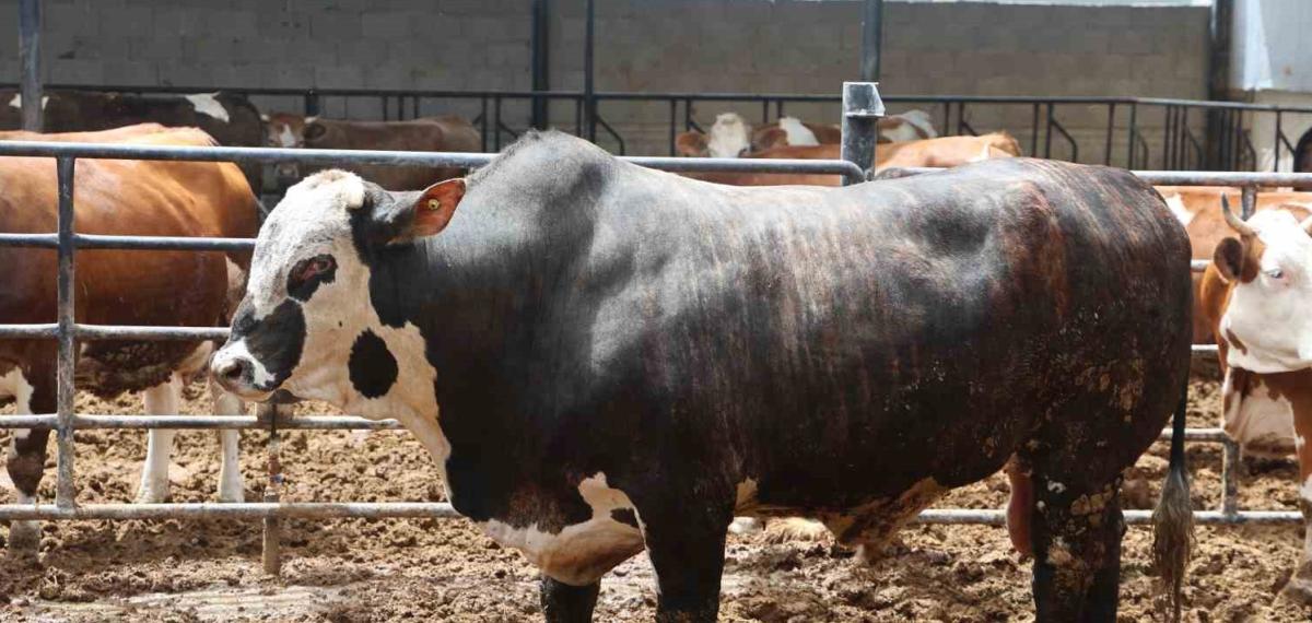 Özel Seçip Özenle Büyüttüğü Boğanın Ağırlığı 1 Tonun Üzerine Çıkınca 500 Bin Liraya Sattı