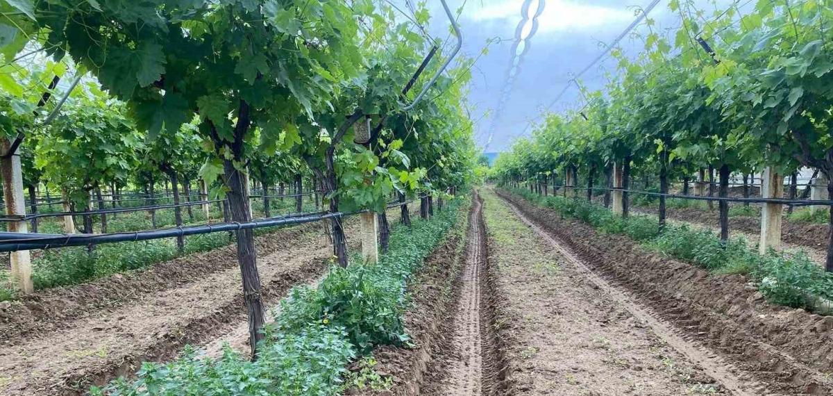 Sarıgöl Ovası’nda Kaliteli Üzüm İçin Yoğun Çalışma