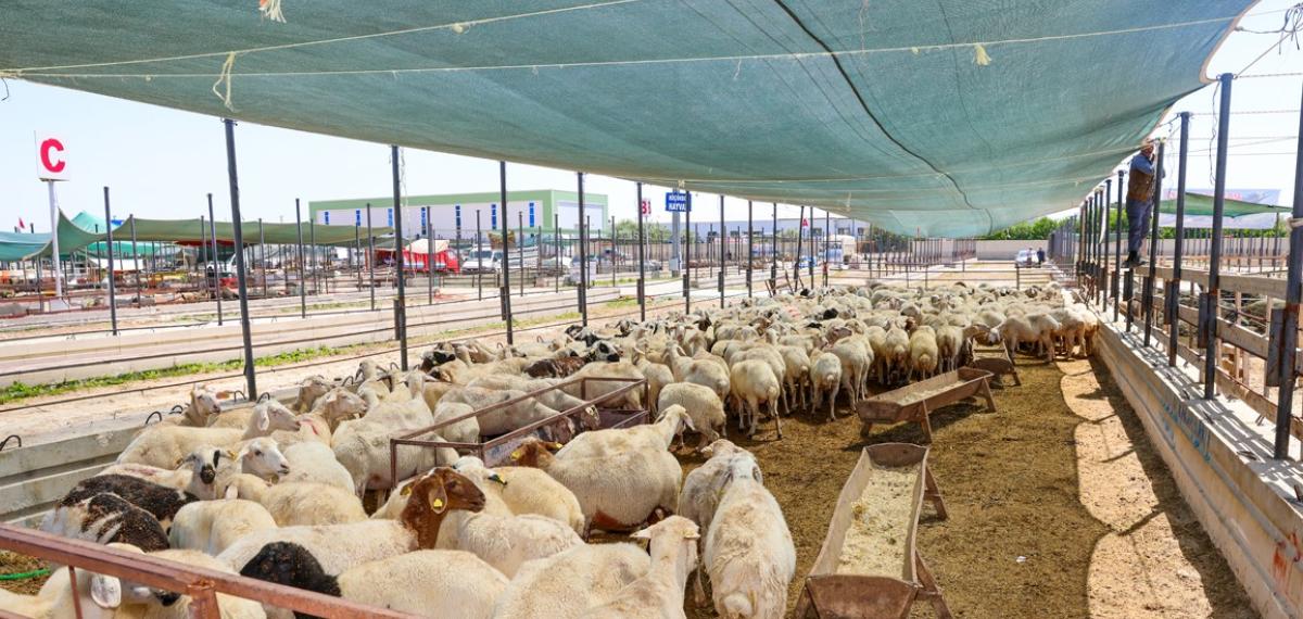 Selçuklu Bayrama Hazır