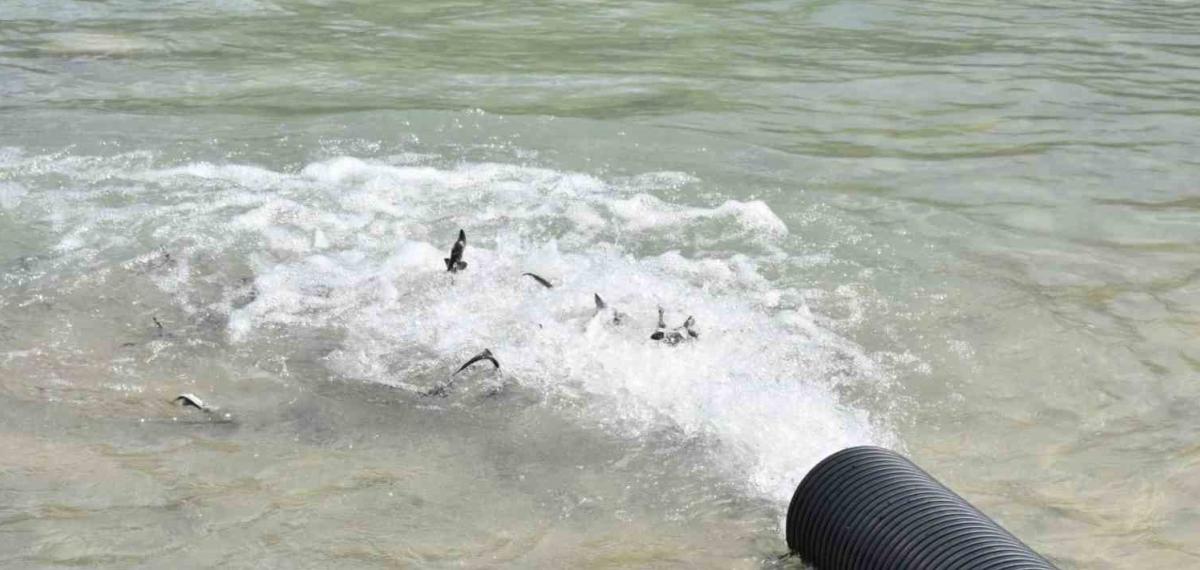 Sinop’ta 2 Bin Adet Mersin Balığı Denize Bırakıldı