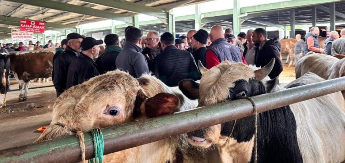Tavşanlı Hayvan Pazarında Kurbanlık Hareketliliği