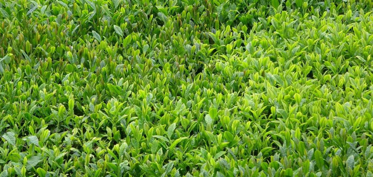 Trabzon’da Yaş Çay Sezonu Dualarla Açıldı
