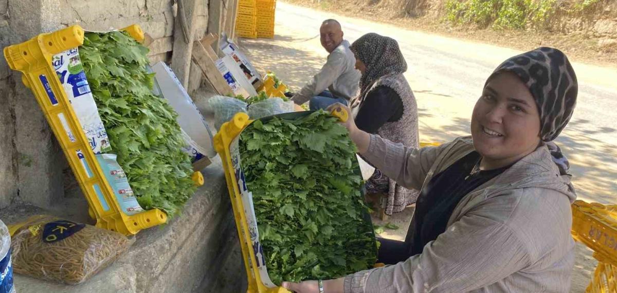 Üzümden Önce Yaprağı Kazandırıyor