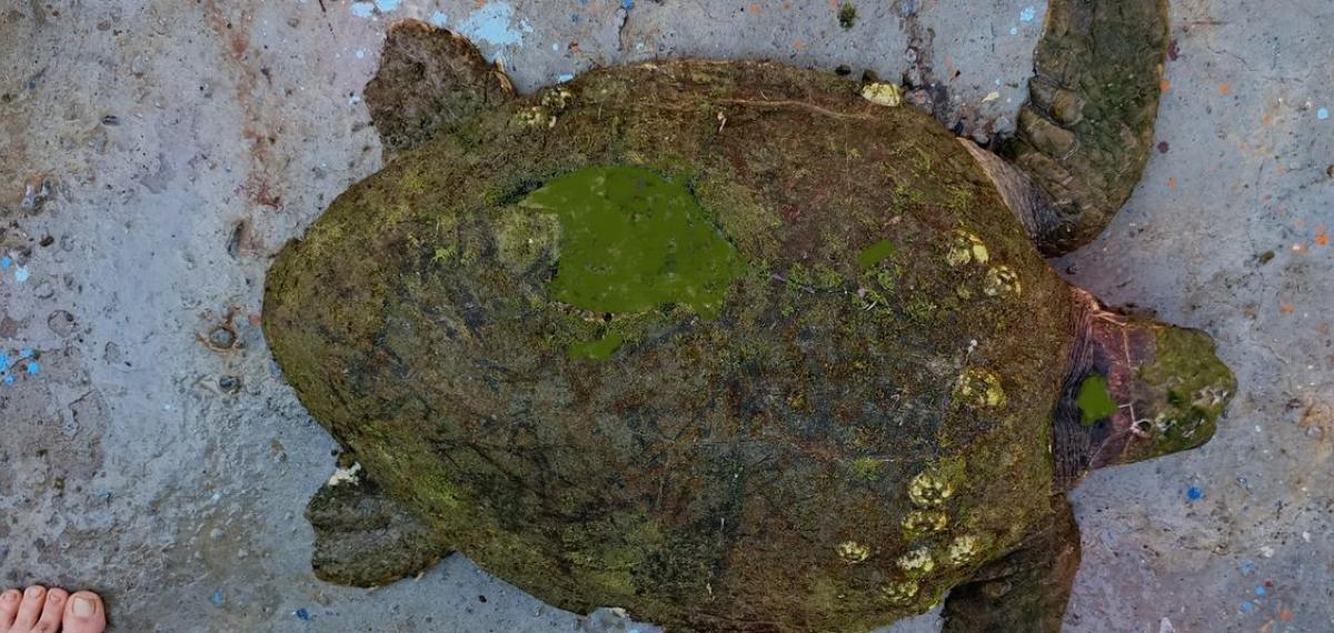 Yaralı Caretta Caretta’ya Yardım Eli Uzandı