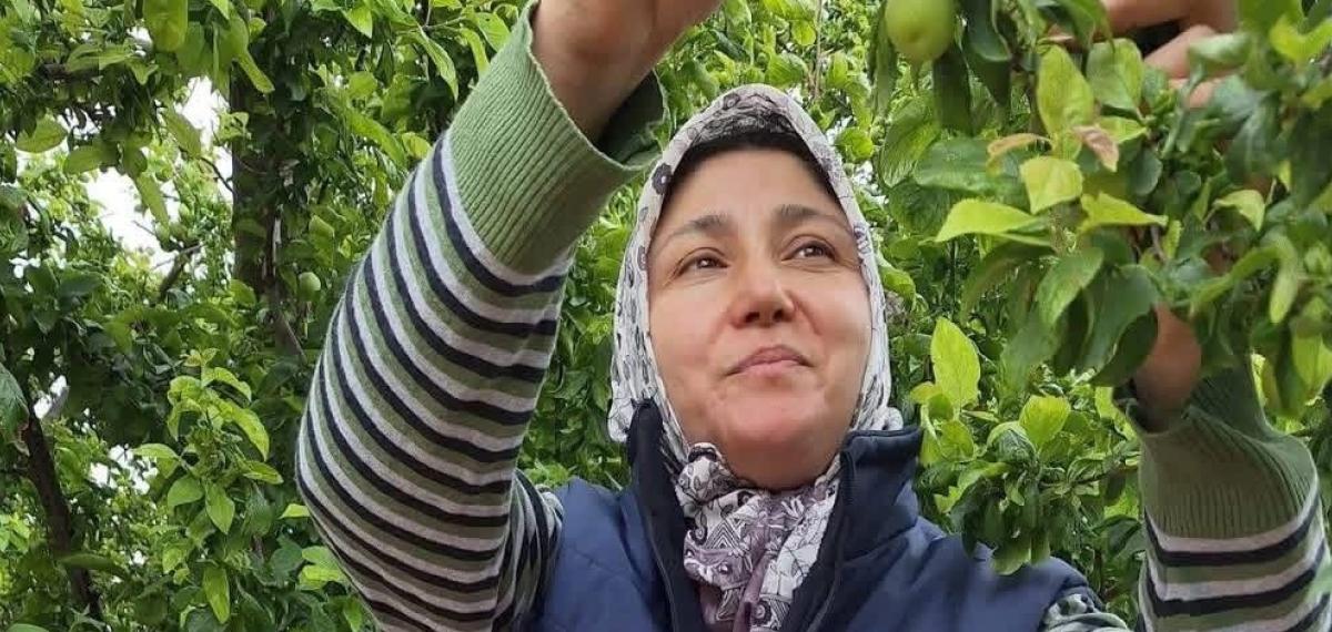 Yaz Meyvelerinde Bereket Üreticinin Yüzünü Güldürdü