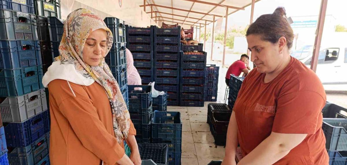 25 Yıl Evvel Dikilen Kiraz Fidanları Selendi’yi Avrupa’ya Taşıdı