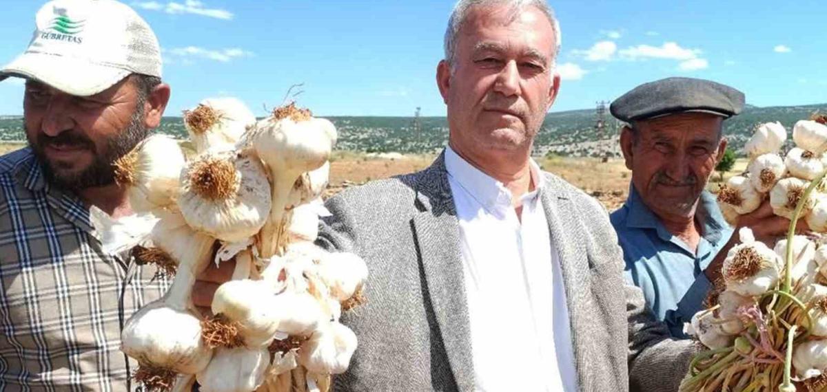 AB Tescilli Araban Sarımsağının Hasadı Başladı