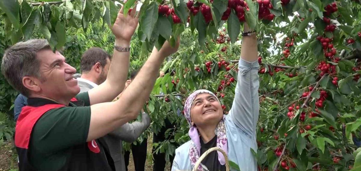 Amasya’da kiraz hasadı başladı, ihracat hedefleniyor