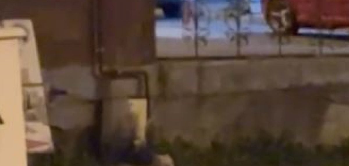 Ardahan’da Gece Şehre İnen Tilki Kamerada