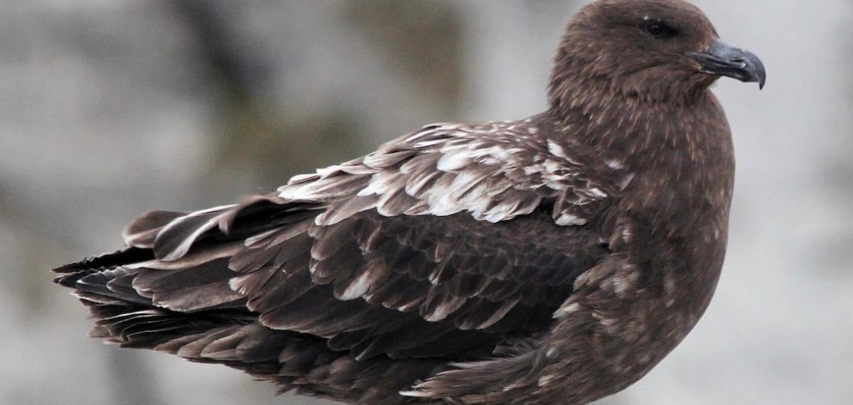 Avustralya’da H5N1 Kuş Gribi Vakası: Ana Karada İlk Olma Potansiyeli ve Ulusal Müdahale Hazırlıkları