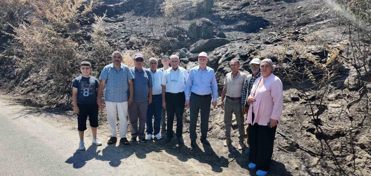 Aydın Söke’deki yangın zeytinliklere büyük zarar verdi