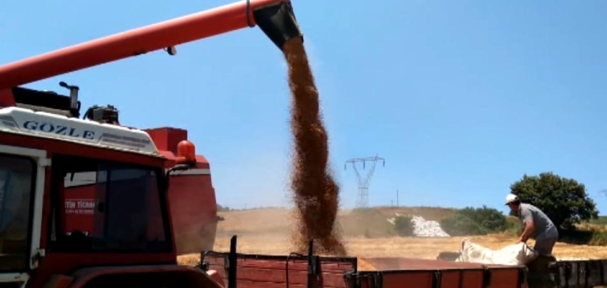 Bafra Ovası’nda buğday ve arpa hasadı başladı