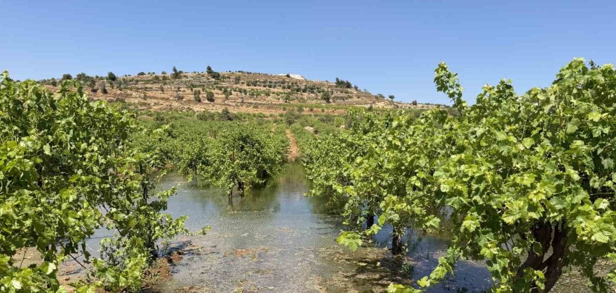 Batı Şeria Beyt Ummar’da yerleşimciler bağlara kanalizasyon bıraktı, çiftçiler zarar gördü