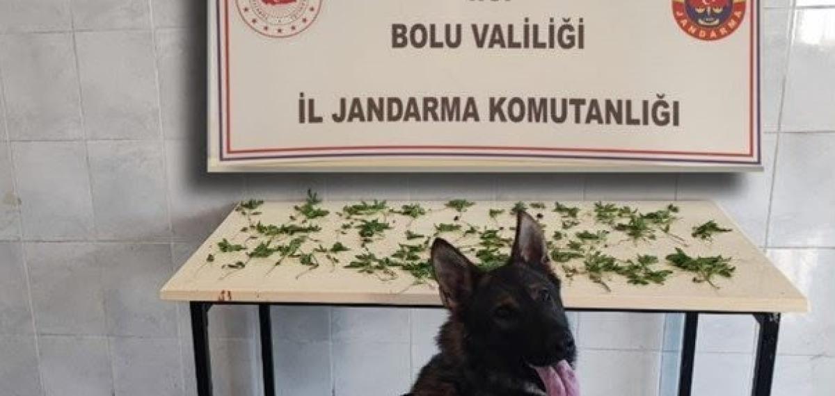 Bolu’da Jandarmadan Peş Peşe Uyuşturucu ve Kaçakçılık Operasyonları: 3 Tutuklama
