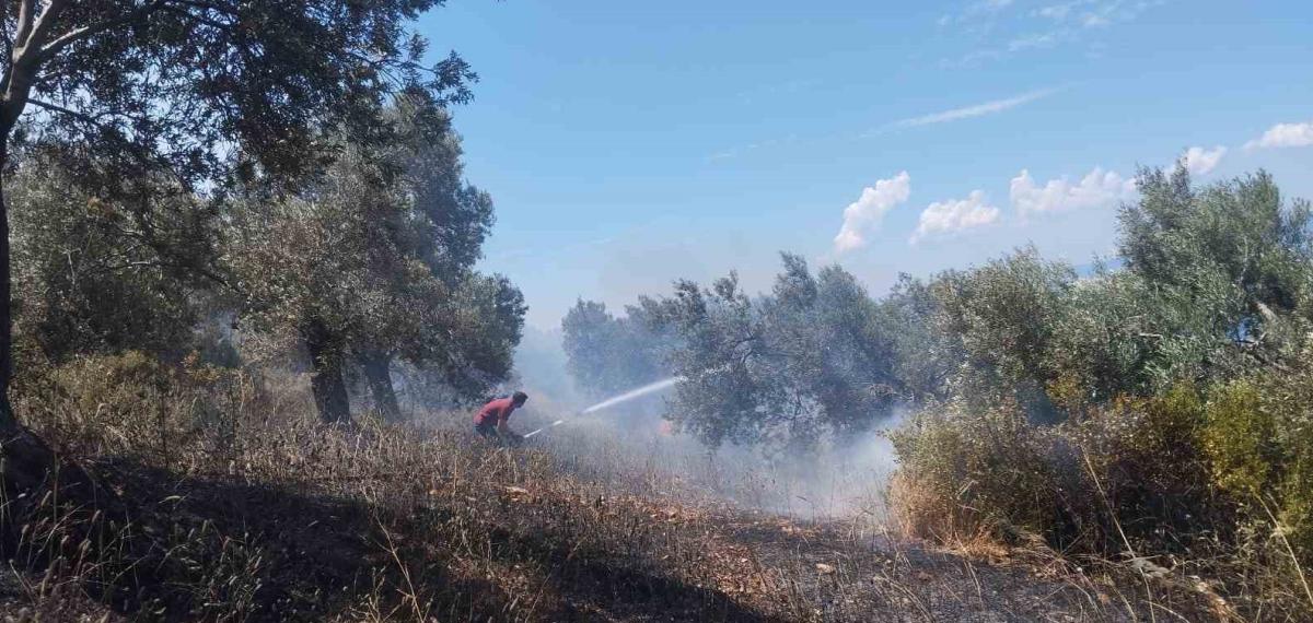 Burhaniye’de Zeytinlik Yangınına Havadan ve Karadan Müdahale Ediliyor