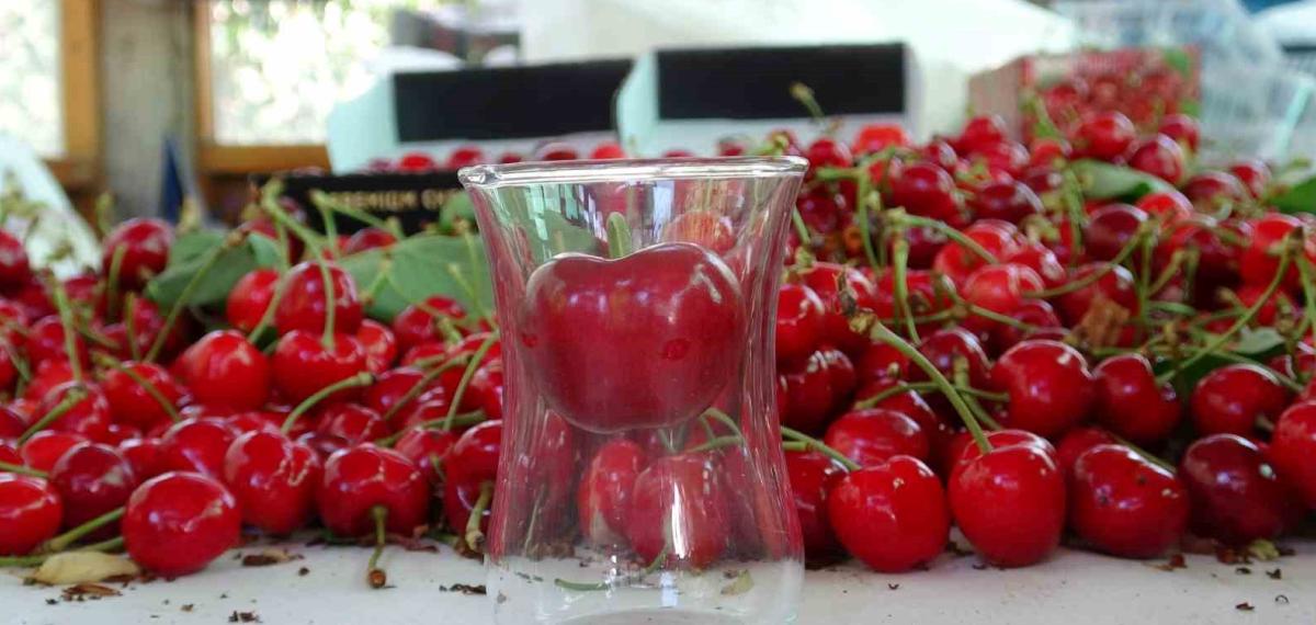 Çanakkale’de Çay Bardağına Sığmayan Lapseki Kirazında Hasat Başladı