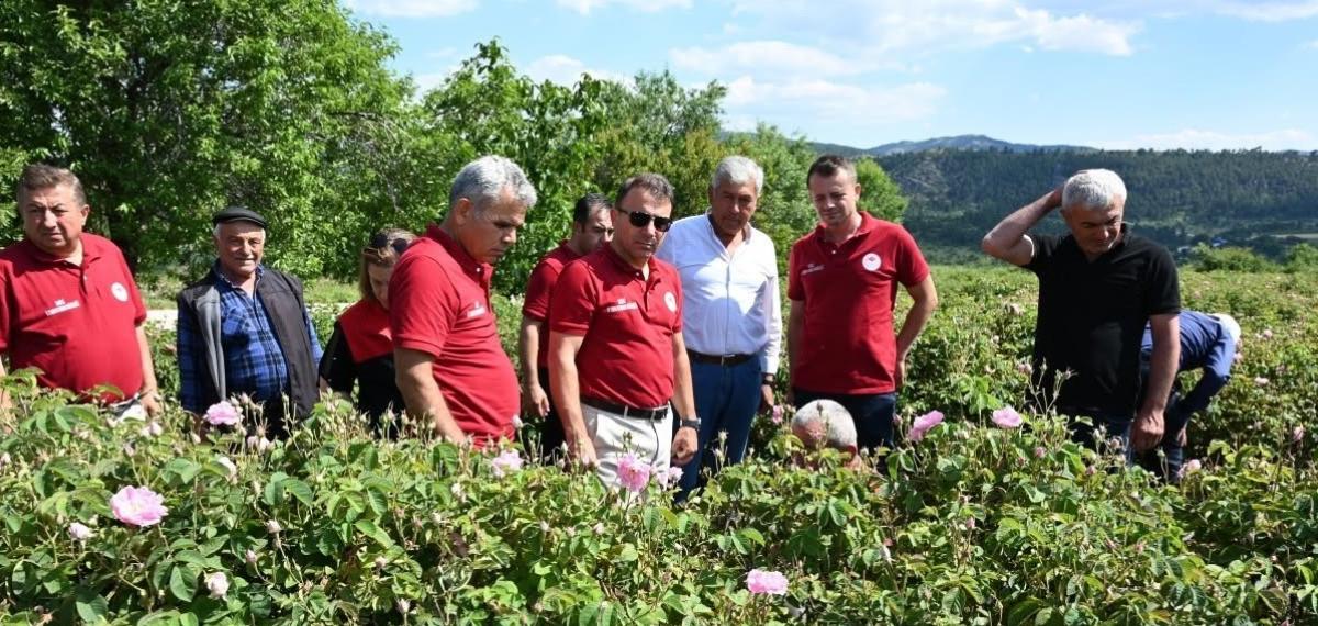 Çardak’ta Gül Hasadı Başladı