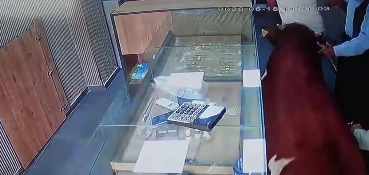 Dana Kuyumcuya Saldırdı: Dakikalar Süren Panik Anı