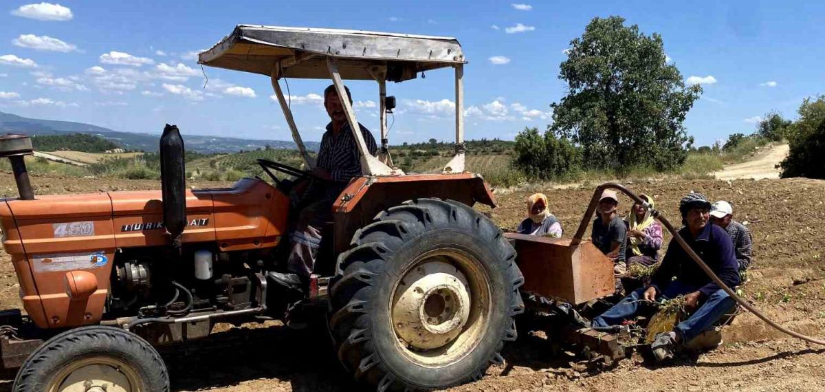 Demirci’de Tütün İşçileri: Sıcak Havanın Altında Ekmek Mücadelesi