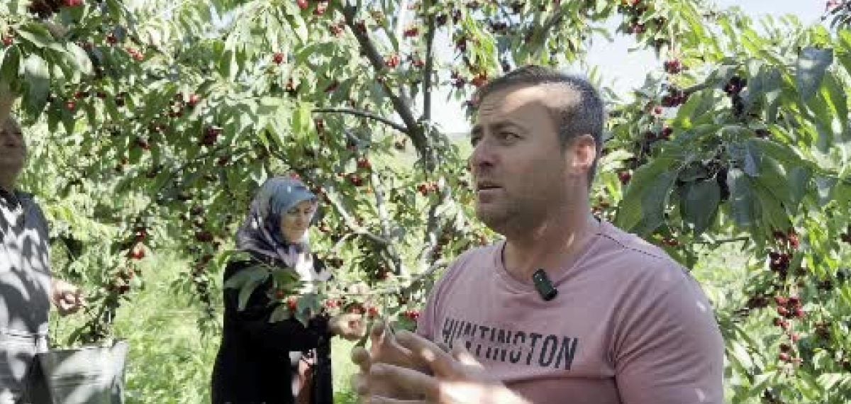 Dereköy’de kiraz hasadı başladı; üreticiler sulama göletlerinin etkisini vurguluyor
