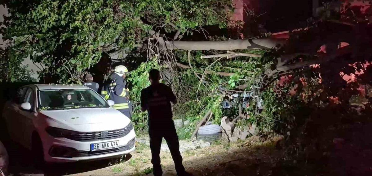 Dut Ağacı Park Halindeki Araçların Üzerine Devrildi, Faciadan Dönüldü