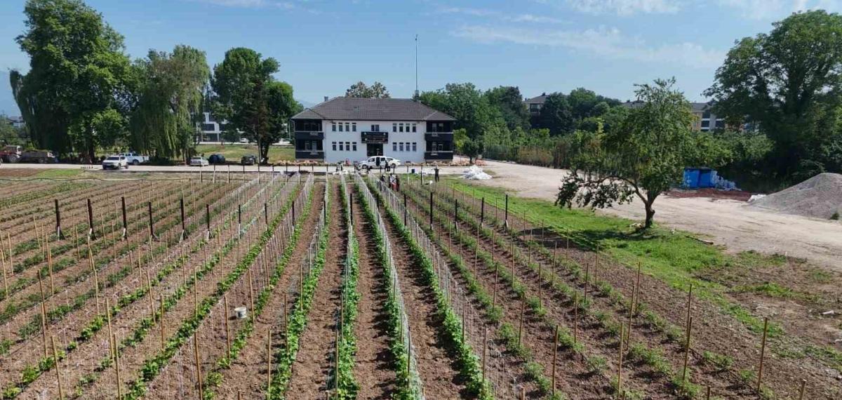 Düzce’de Ata Tohumu Üretimi Büyüyor
