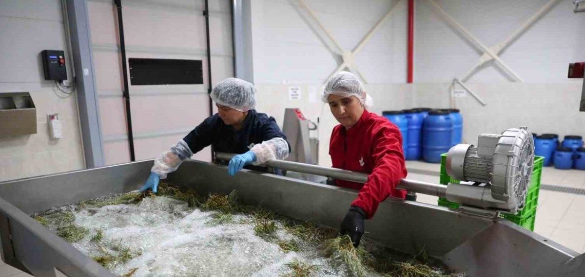 Efeler Belediyesi fabrikasında yaz sezonunda Ege otları ve yöresel ürün üretimi arttı