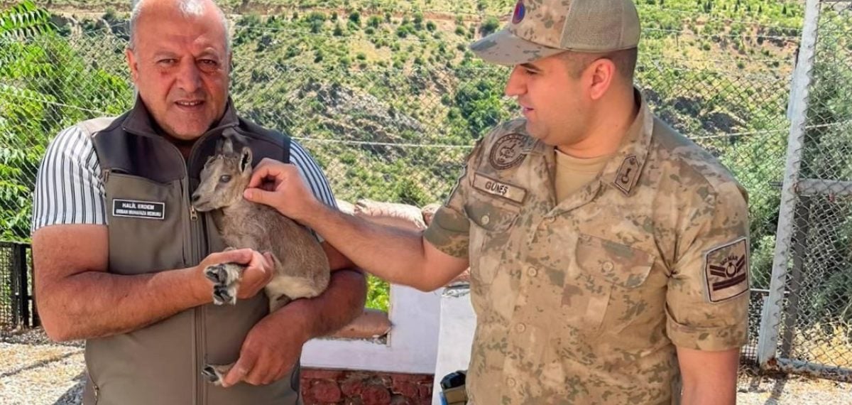 Erzincan Kemaliye’de yol kenarında bulunan yeni doğmuş dağ keçisi DKMP’ye teslim edildi